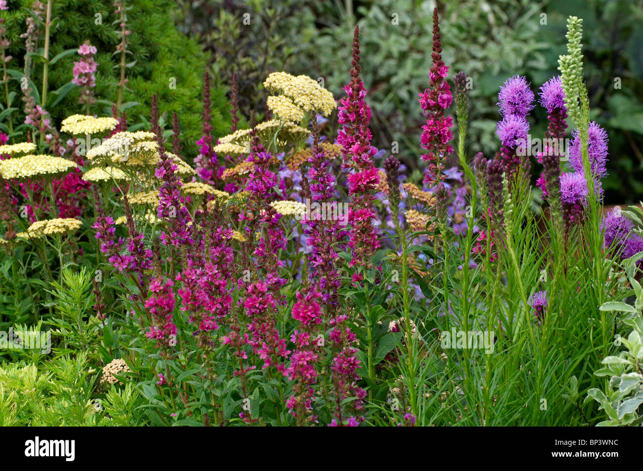 Colourful border with Lythrum salicaria 'Robert' Stock Photo