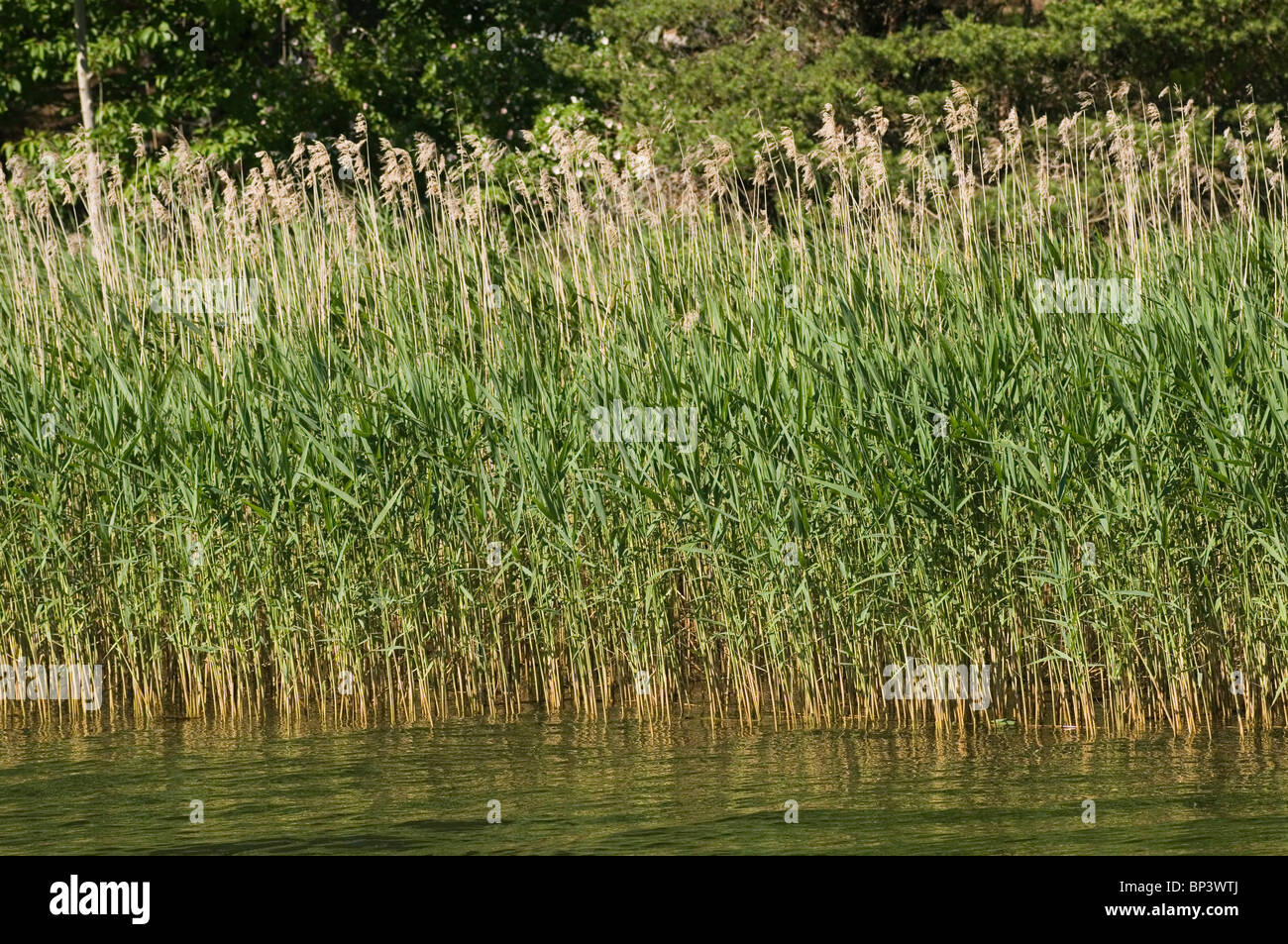 reed read bed beds natural filtration plant aquatic river lake water habitat clear clean fresh reeds reads Stock Photo