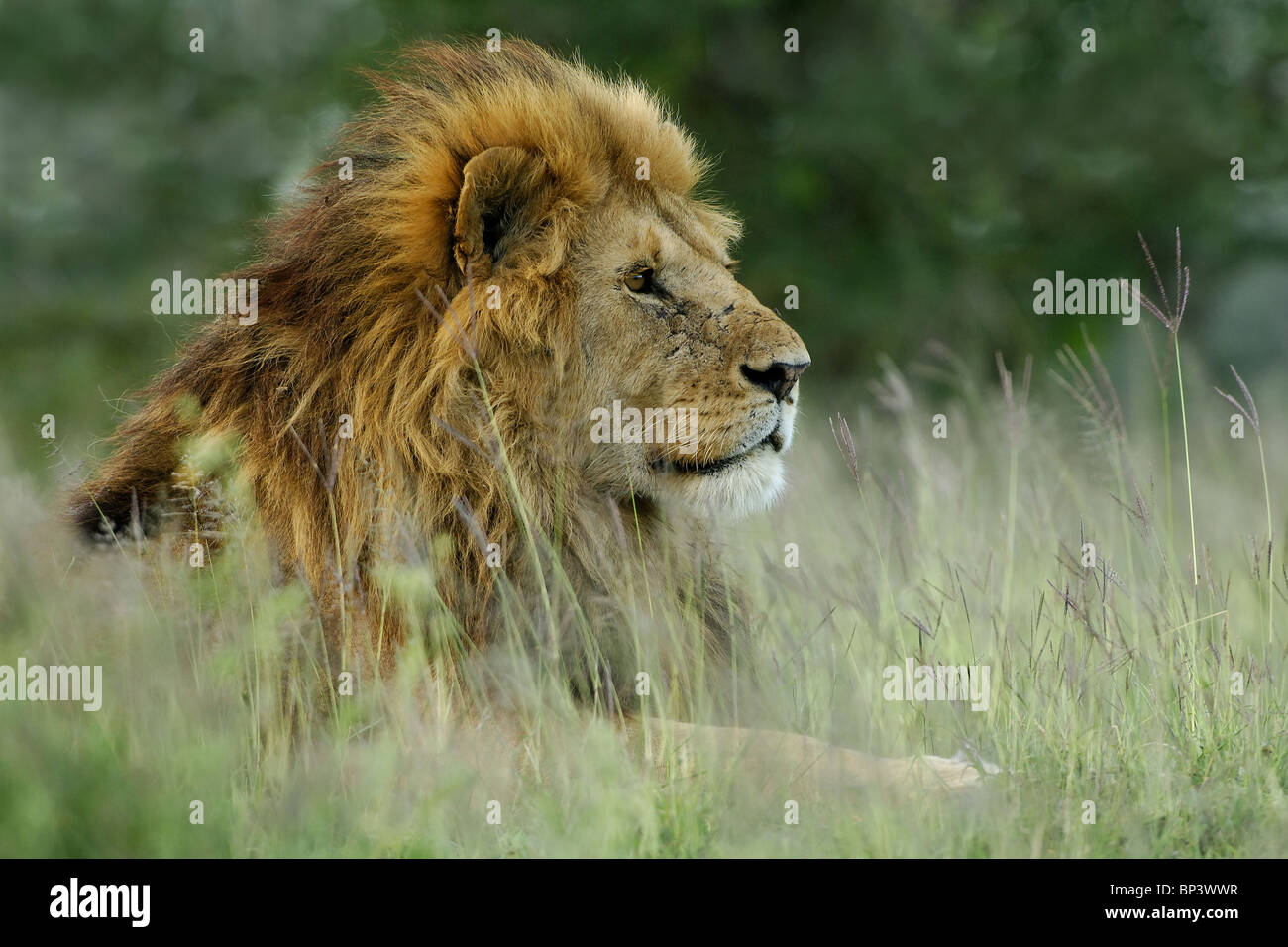Male Lion Panthera leo watching Lake Ndutu Ngorongoro Tanzania Stock Photo