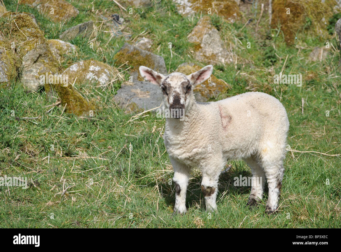 little lamb Stock Photo - Alamy