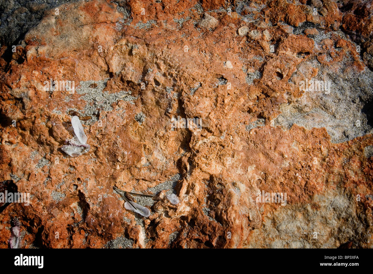 Rust coloured rock texture Stock Photo Alamy
