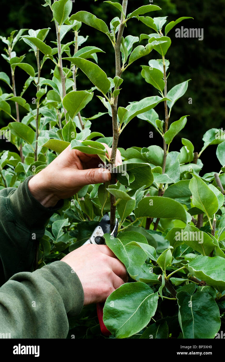 Summer pruning of an espaliered Pear tree, Pyrus communis ‘Catillac’ Stock Photo
