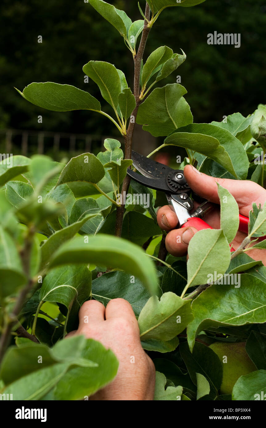 Summer pruning of an espaliered Pear tree, Pyrus communis ‘Catillac’ Stock Photo