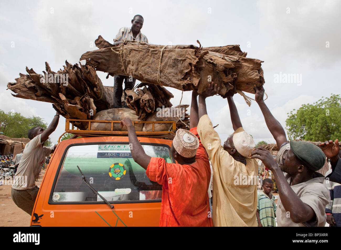 Animal skins are loaded onto a van which the Igbo and Yorubu tribes chew for protein when food supplies are scarce. Stock Photo
