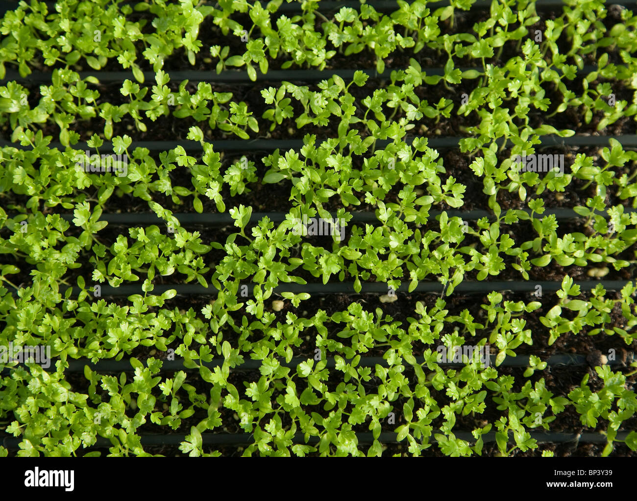 Organic celery sprouts growing in trays in the sunlight Stock Photo Alamy