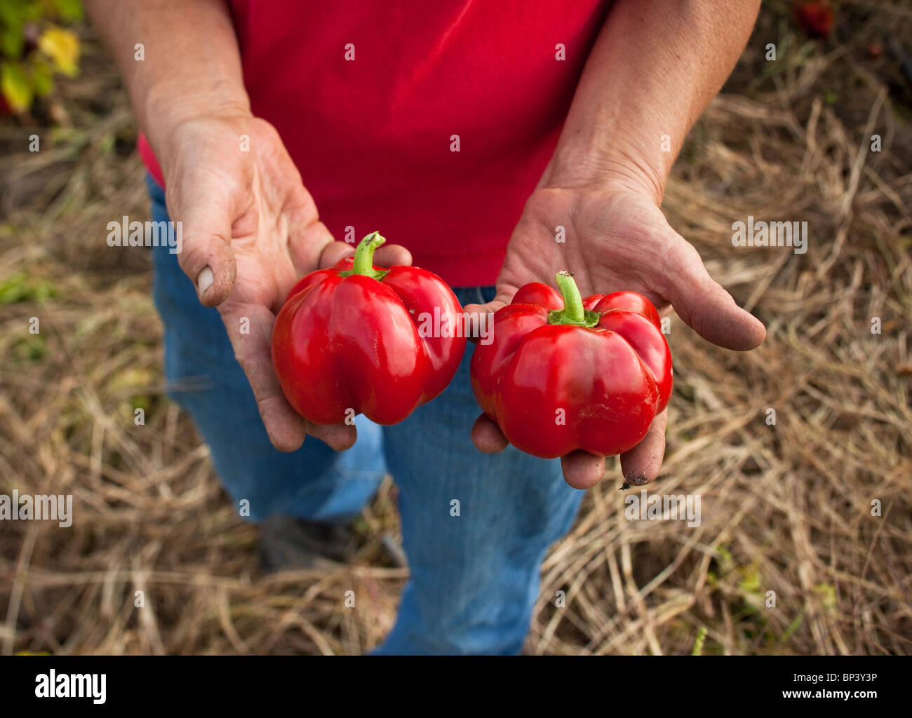 Hands holding fresh red bell peppers Stock Photo Alamy