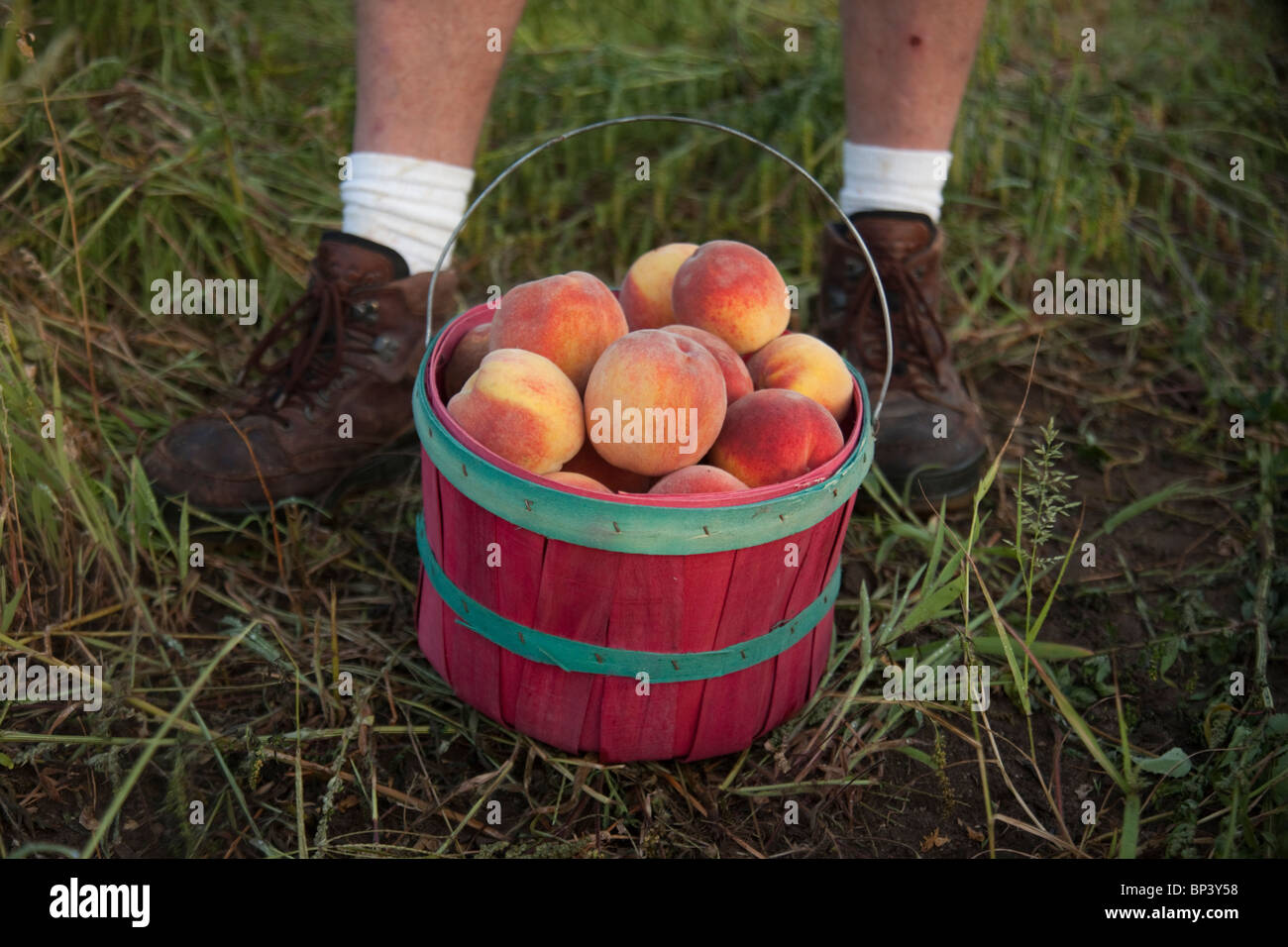 Organic peaches in a farm Stock Photo