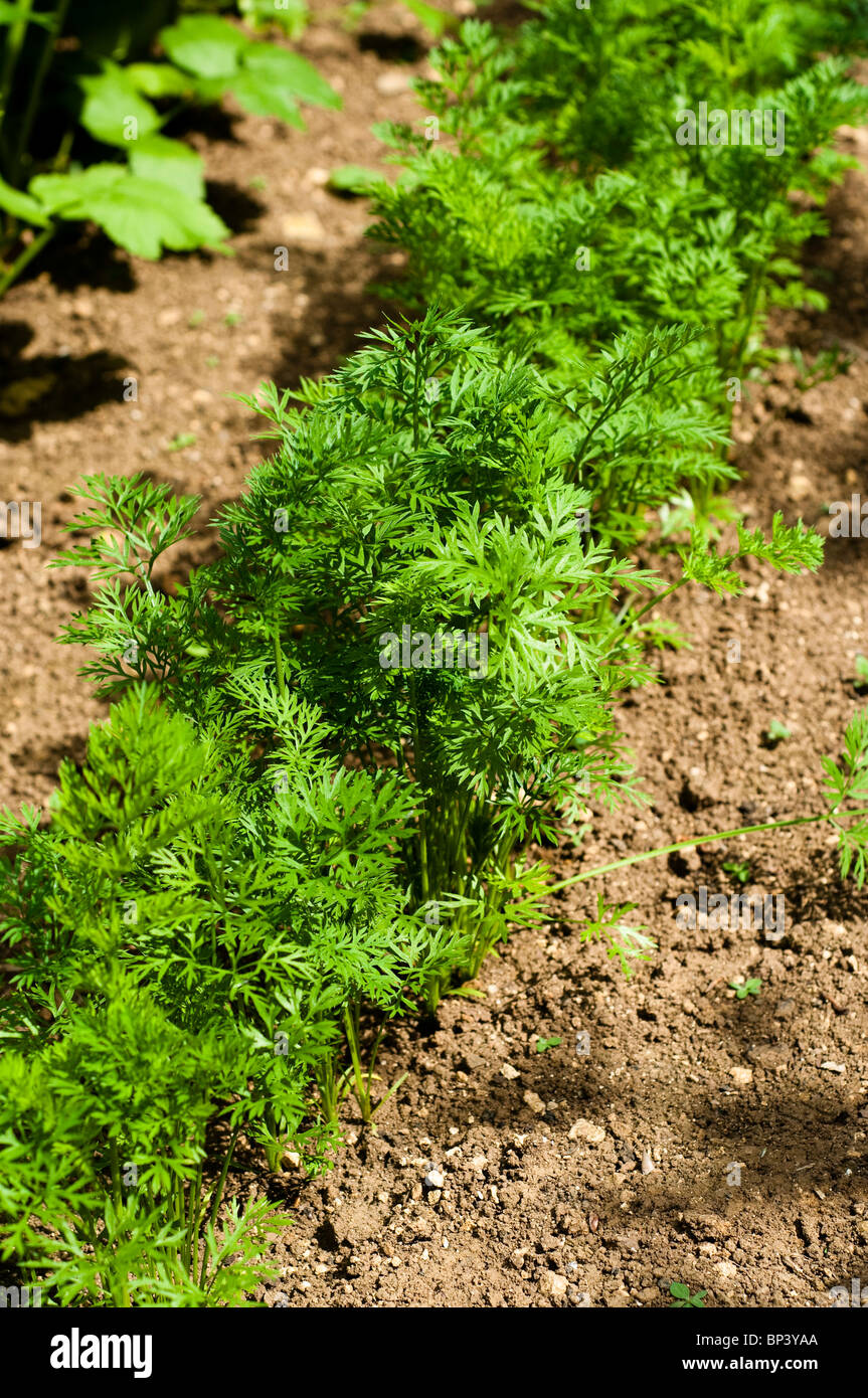 Carrot ‘Yellowstone’, Daucus Carota var. sativus, growing at Painswick Rococo Garden in The Cotswolds Stock Photo