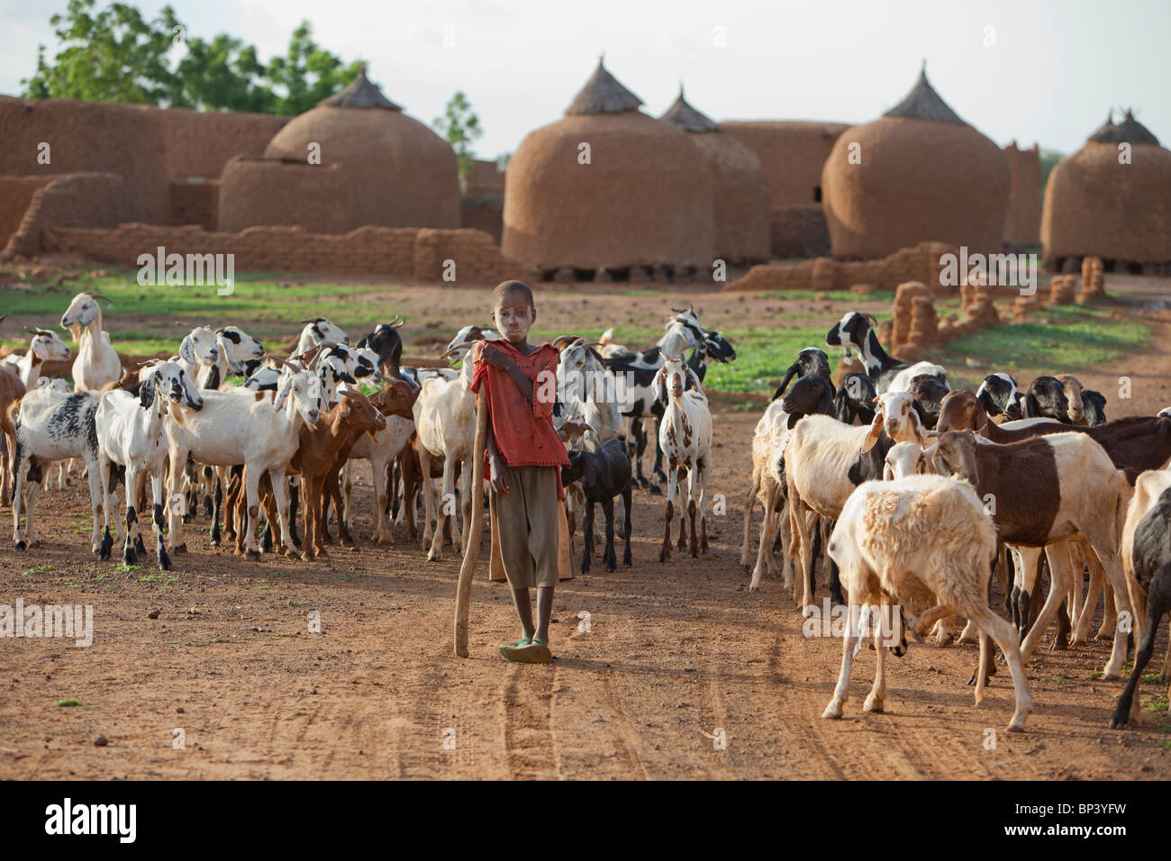 ZANTARAM VILLAGE, 5 kms WEST OF GUIDAM IDER, NIGER, 27TH JULY 2010: a young shepherd brings his animals home at the end of day. Stock Photo