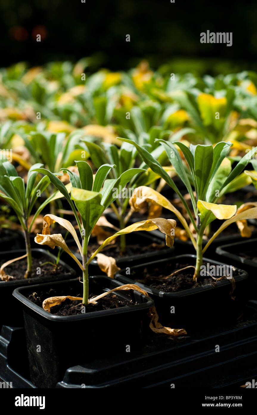 Young Matthiola incana 'Pillow Talk' plants ready to be planted out for flowering the following year Stock Photo