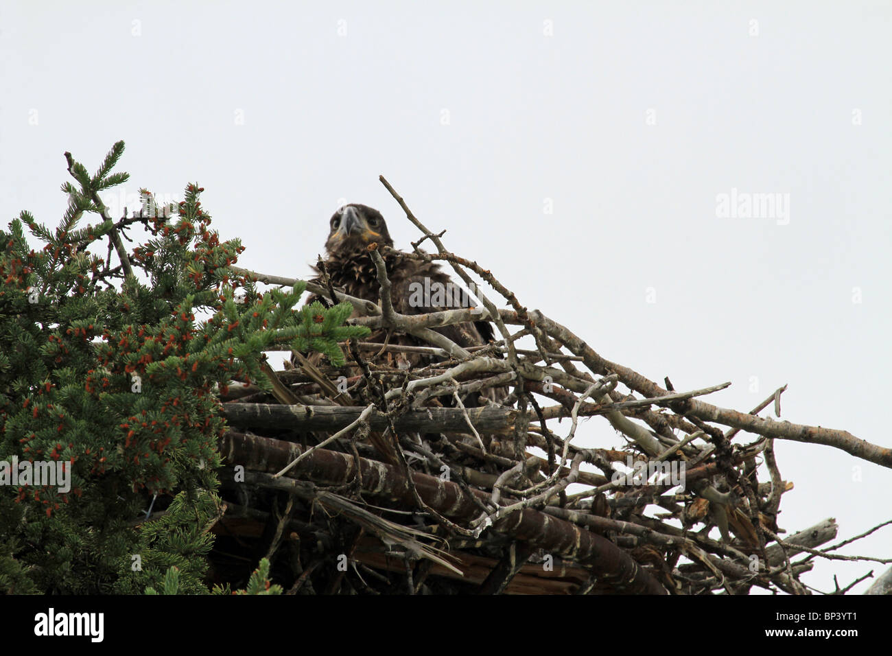 Bald Eagle Stock Photos Bald Eagle Stock bald eagle stock photos bald eagle stock