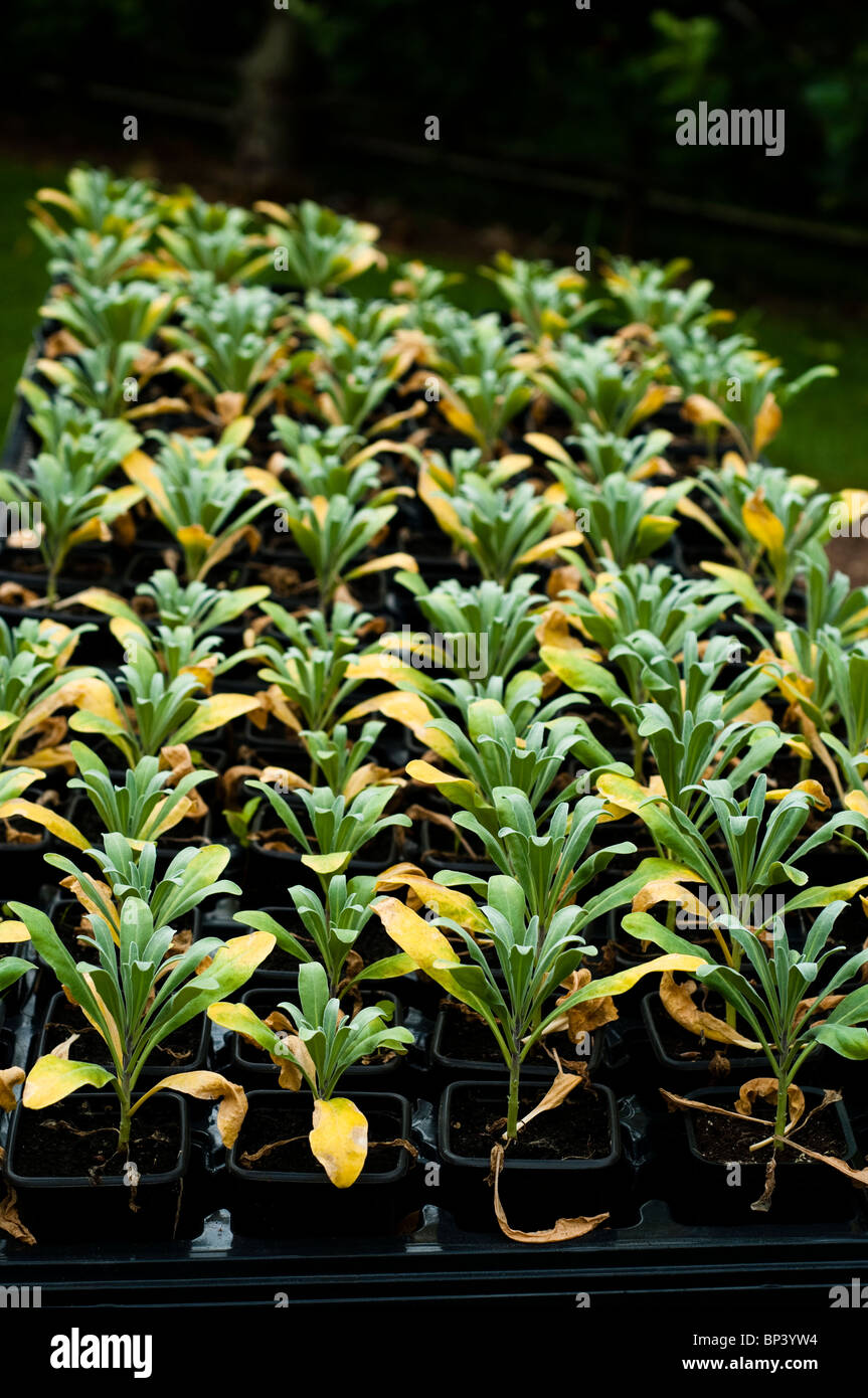 Young Matthiola incana 'Pillow Talk' plants ready to be planted out in summer Stock Photo