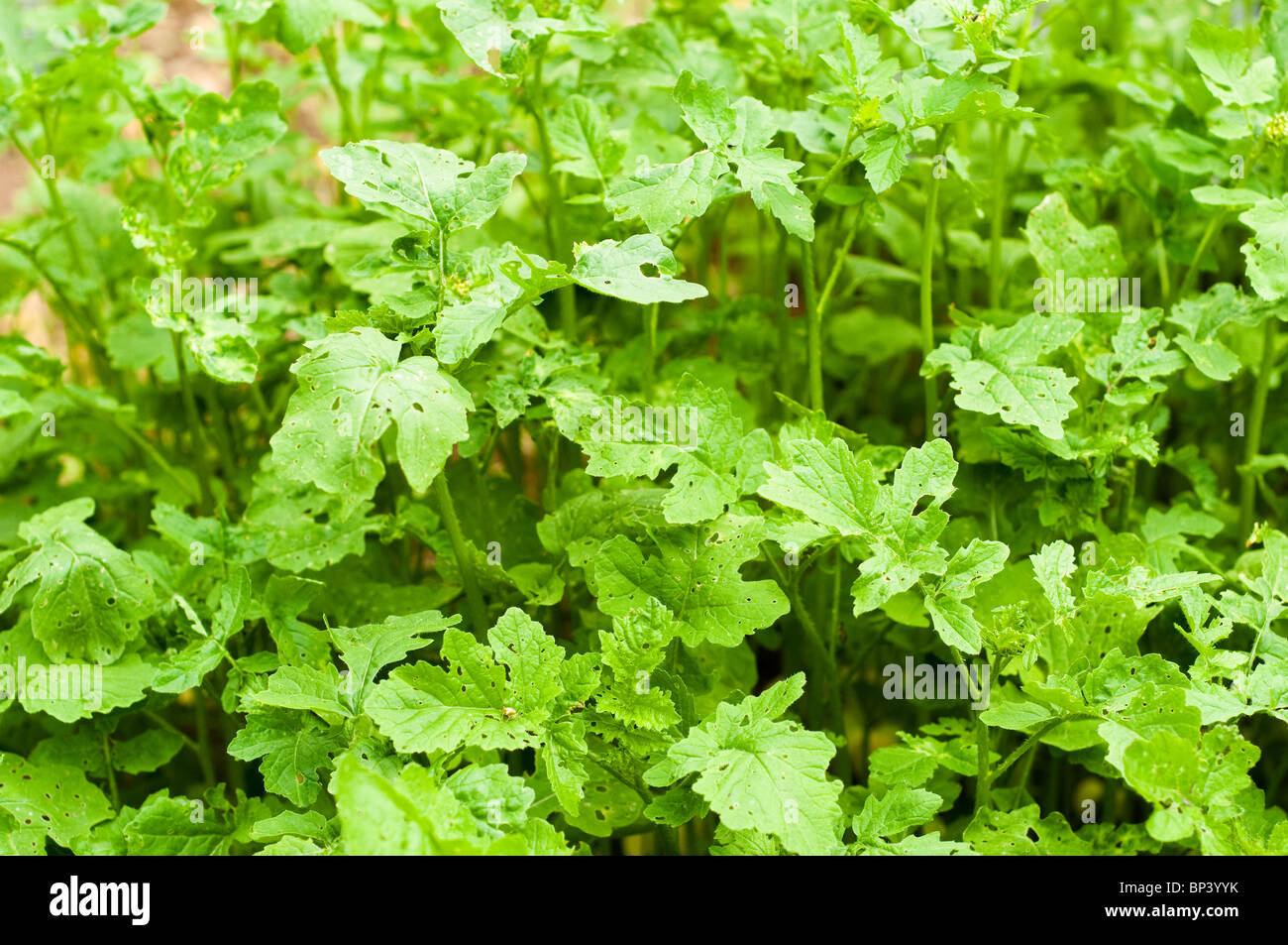 Mustard green manure hires stock photography and images Alamy