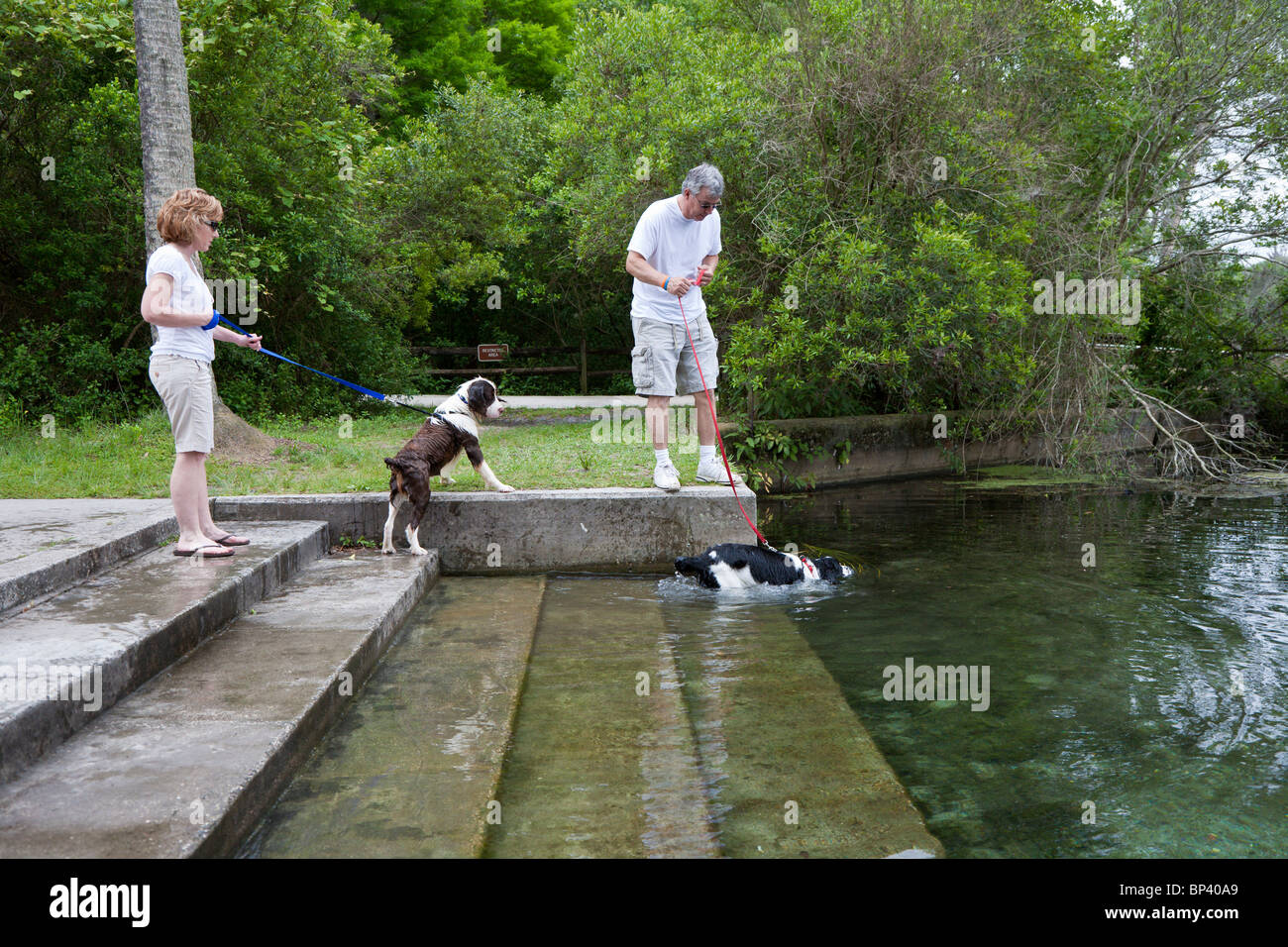 Man and woman take pet dogs for a swim in the water at Rainbow Springs