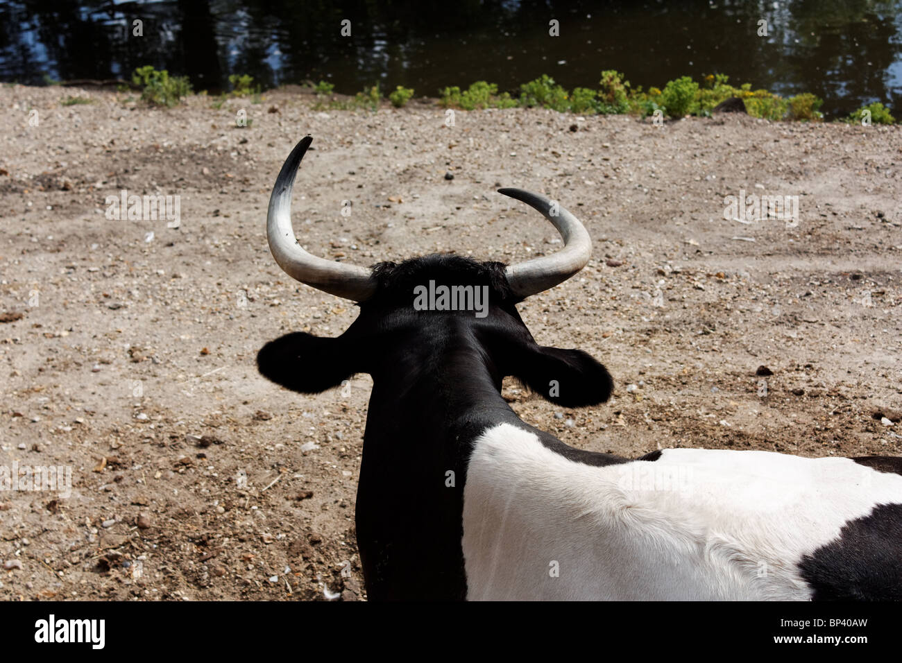 Black white cow lying down hi-res stock photography and images - Alamy
