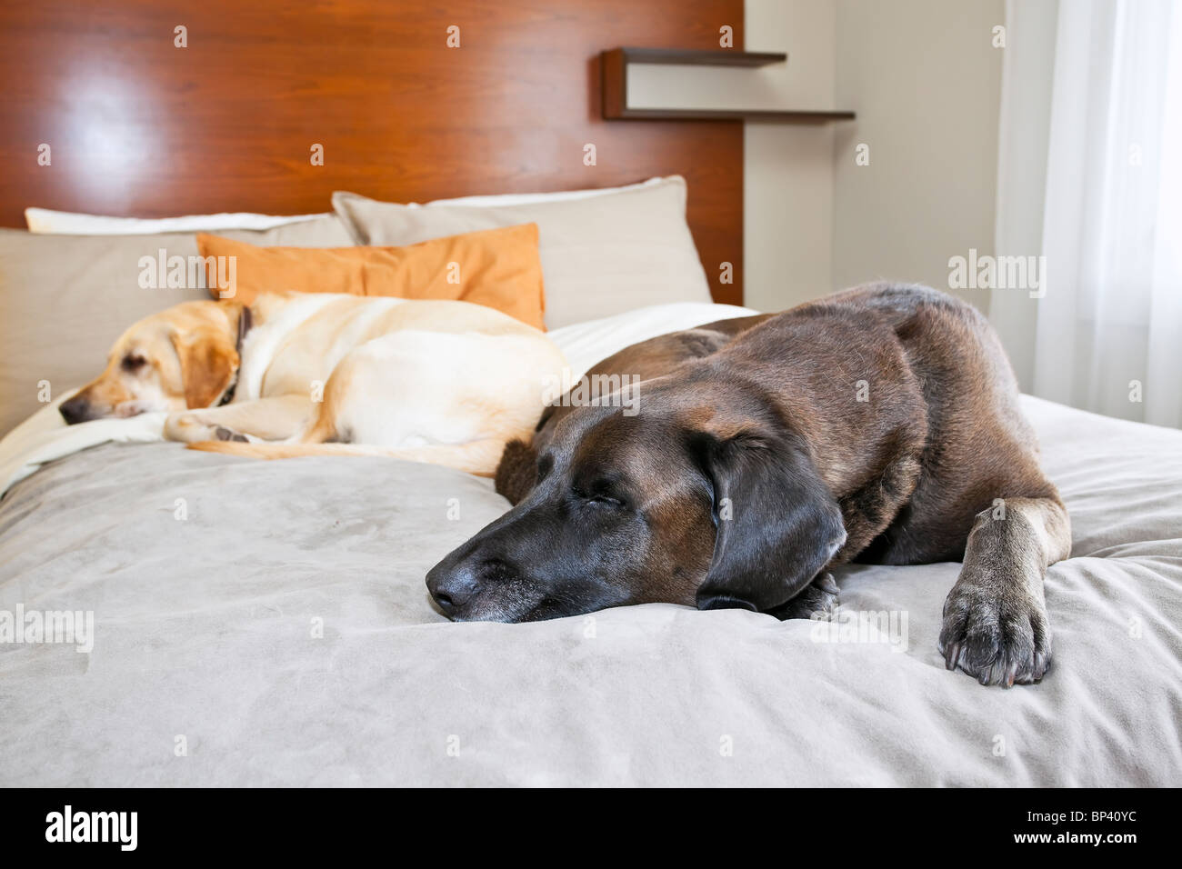Two Labrador Retriever dogs sleeping in a pet friendly hotel room, Banff, Alberta, Canada. Stock Photo