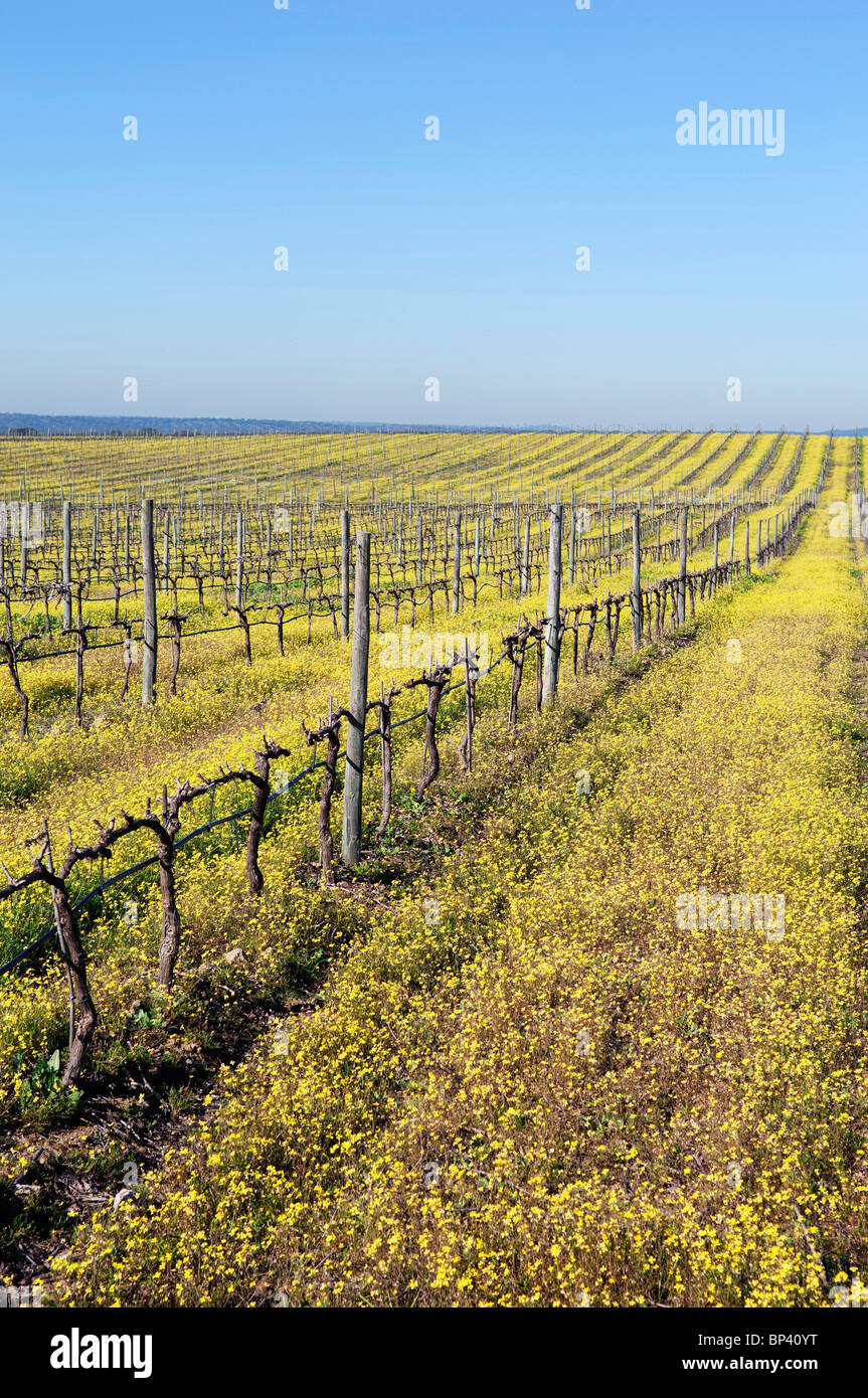 Flowered vineyards pruned in the winter season, Alentejo, Portugal Stock Photo