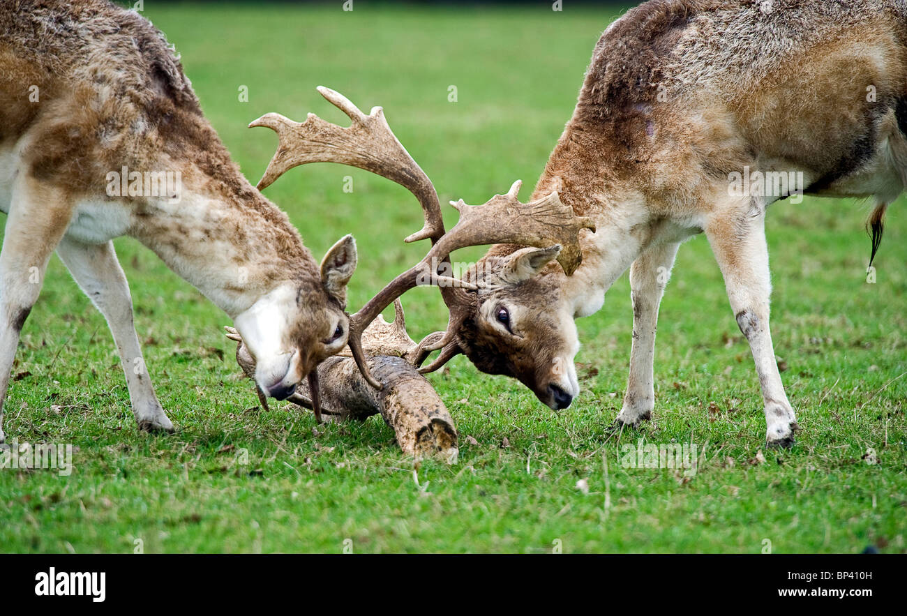 Rutting deer hi-res stock photography and images - Alamy