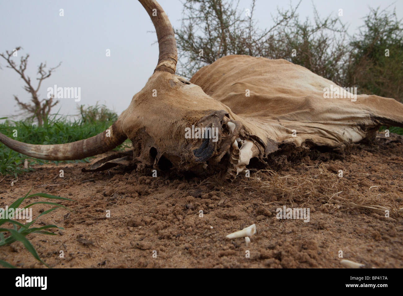 TOUKONOUS, NIGER: Carcasses of cows that died because of lack of pasture. Recent rains have now produced the grass they needed. Stock Photo