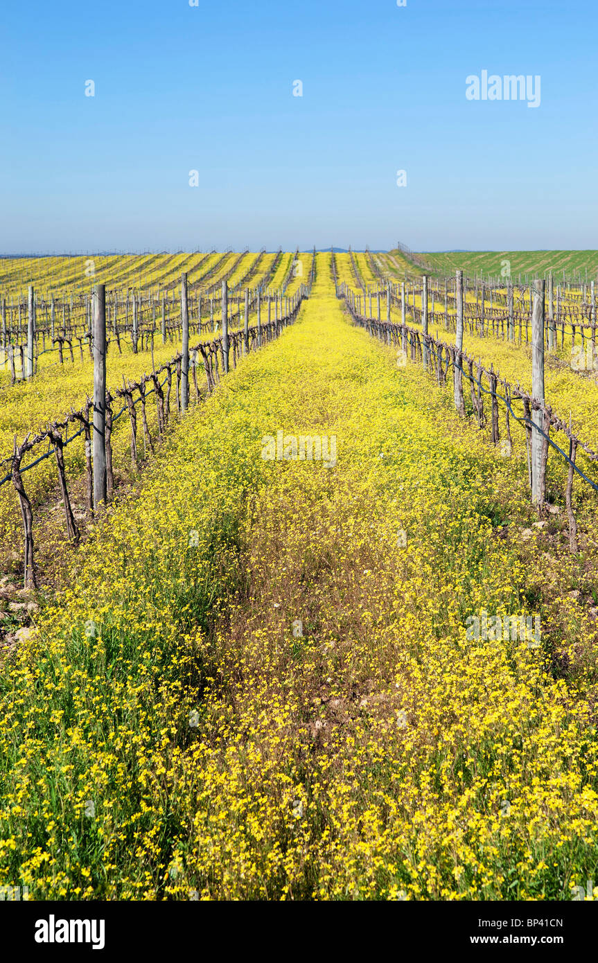 Flowered vineyards pruned in the winter season, Alentejo, Portugal Stock Photo