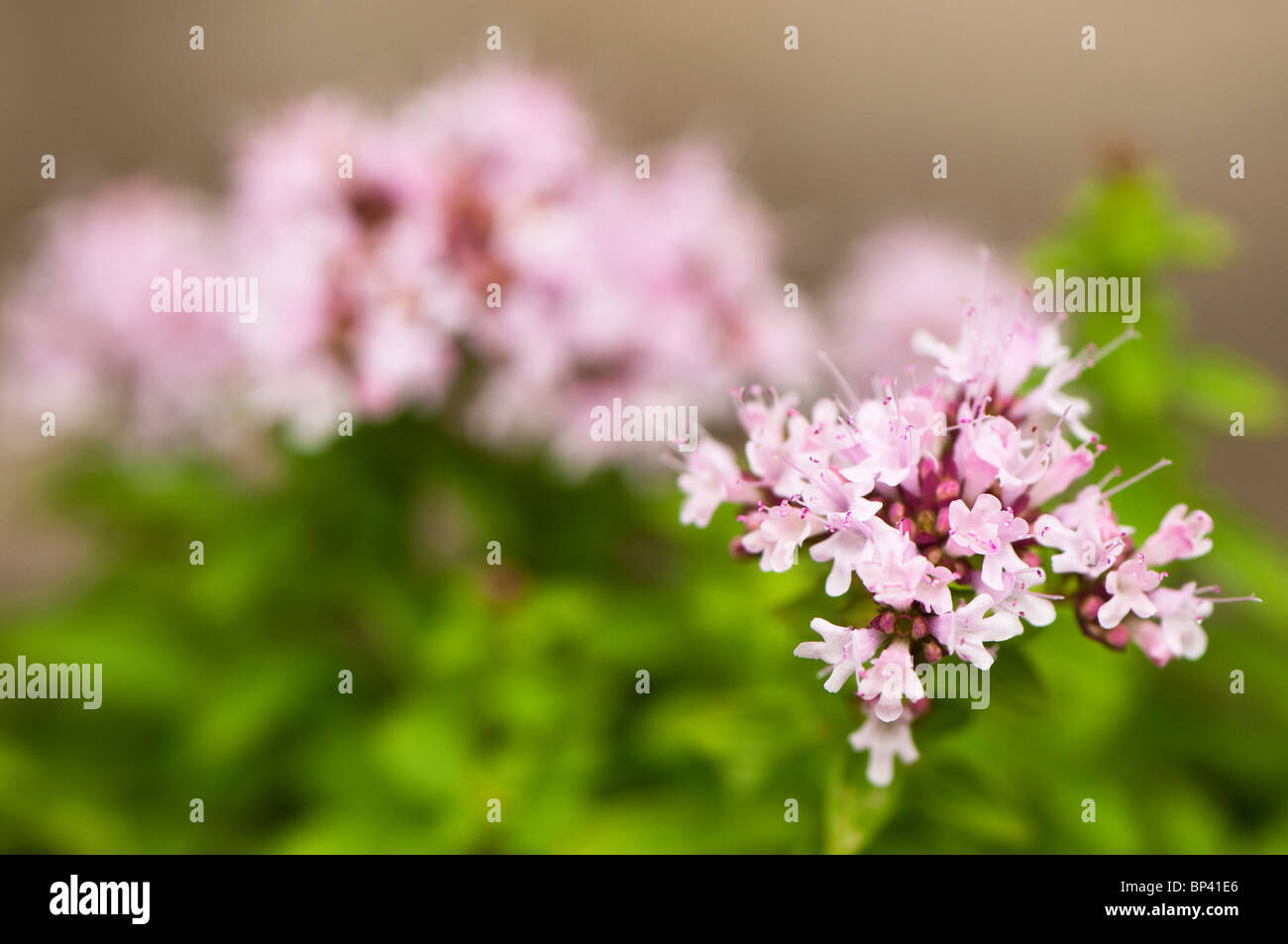 Close up of Origanum vulgare 'Compactum', Compact Marjoram, in flower Stock Photo