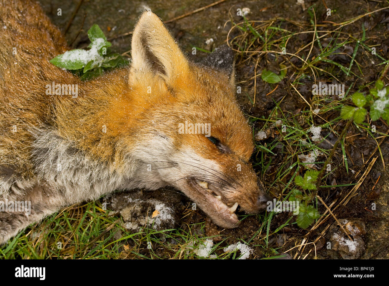 Dead Fox close-up Stock Photo