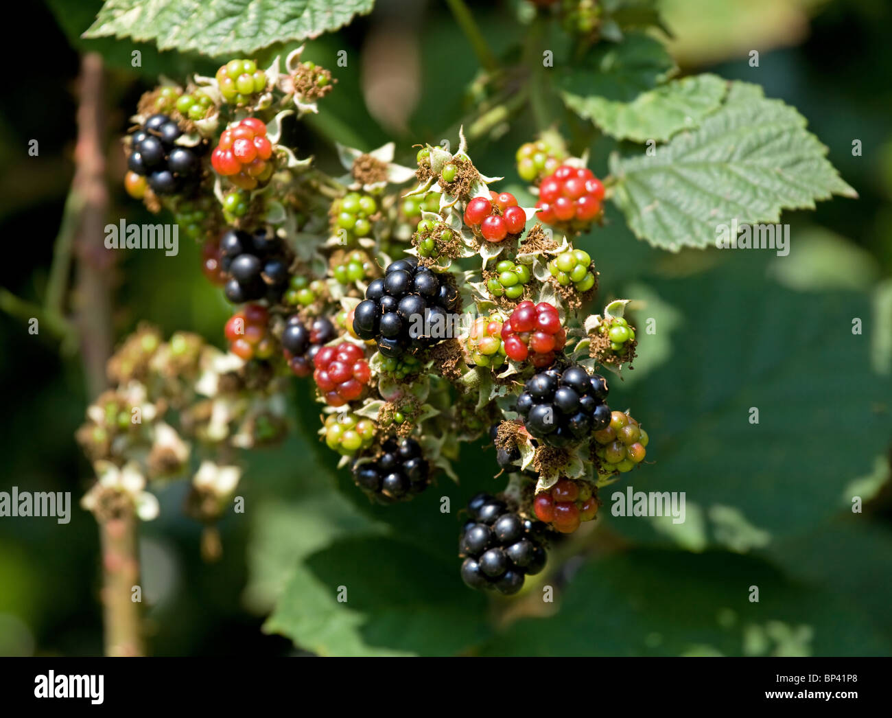Bramble berries hires stock photography and images Alamy