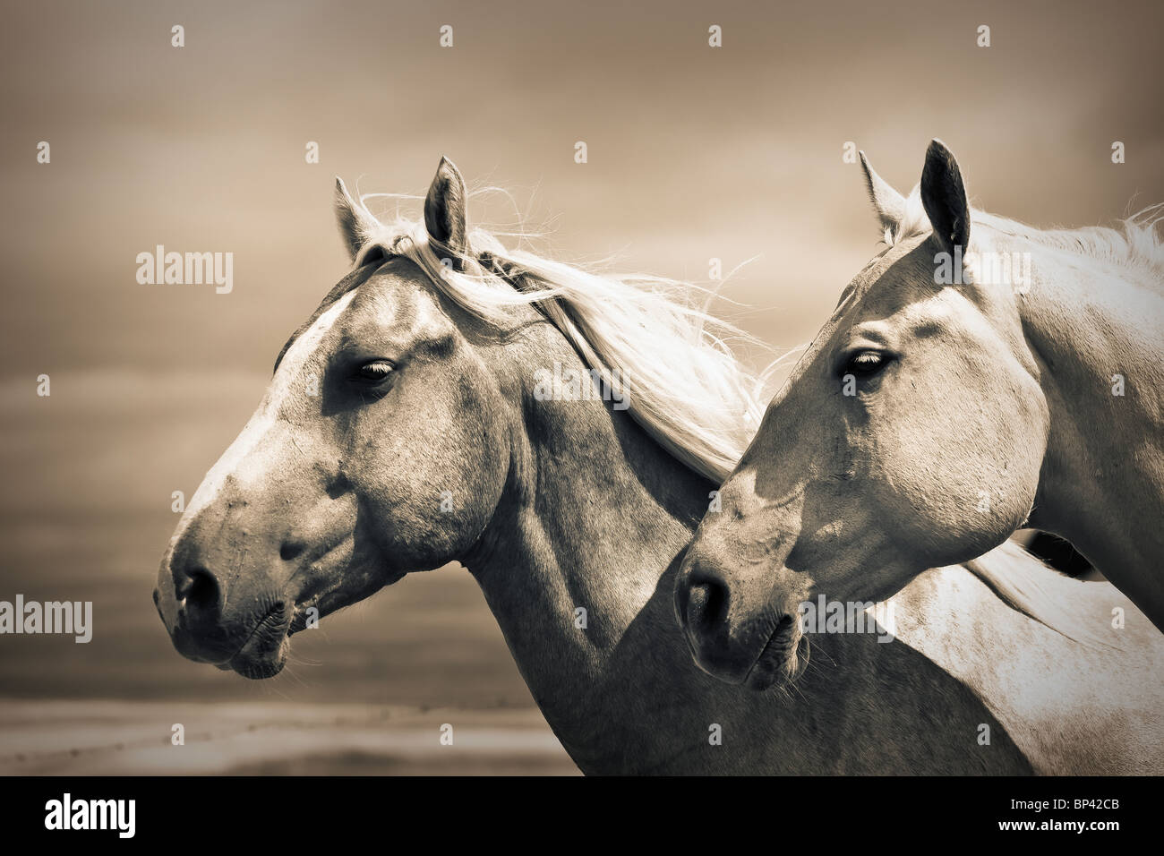 Portrait of two Quarter Horses on the Canadian Prairie.  Big Muddy Badlands, Saskatchewan, Canada. Stock Photo