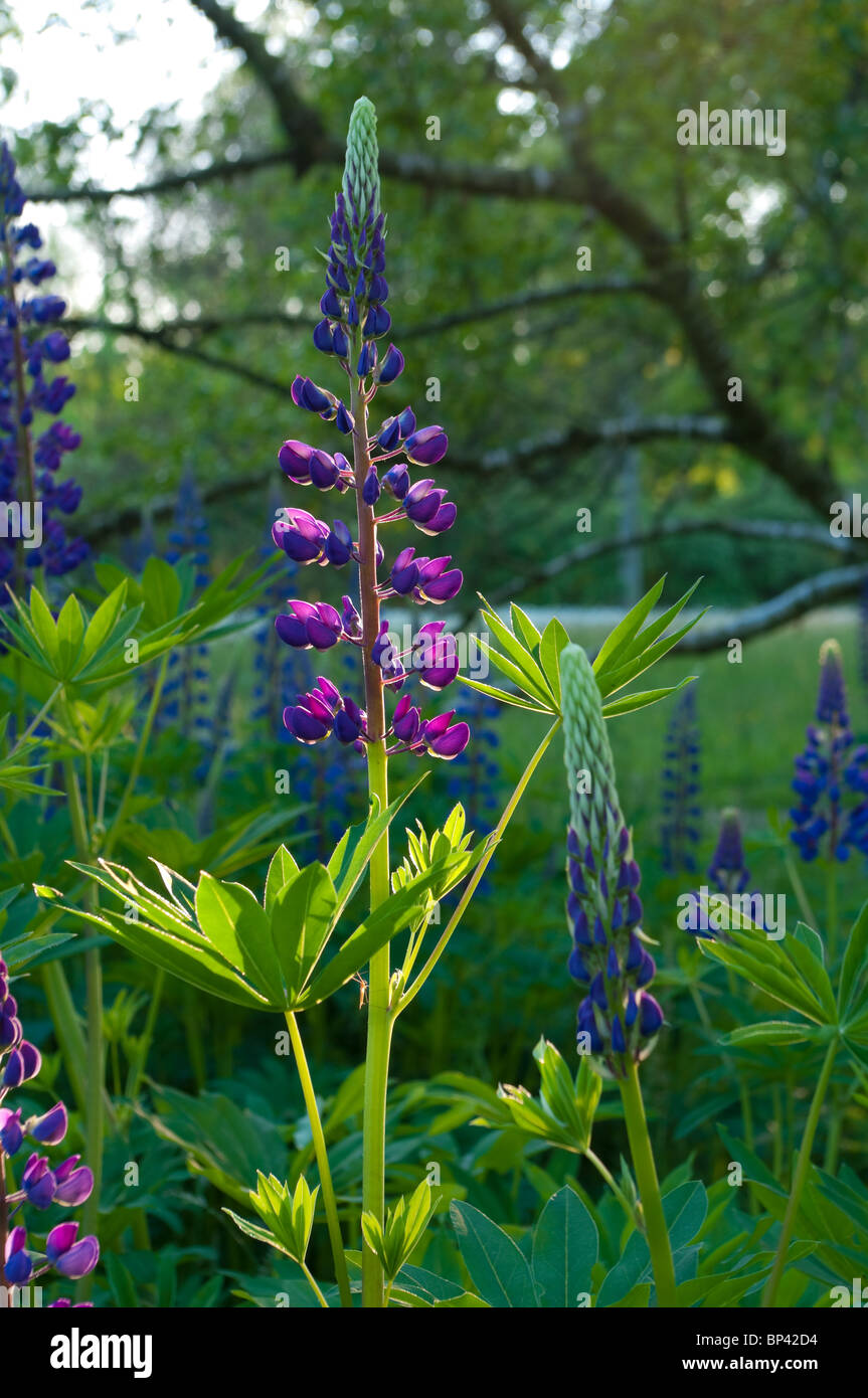 purple lupine lighted by some rays of evening sun Stock Photo