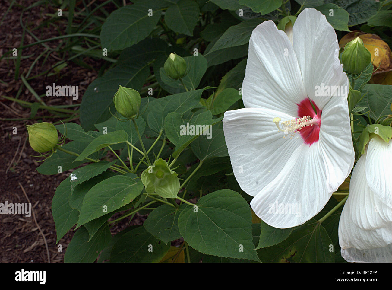 White Hibiscus flower in full bloom. Stock Photo