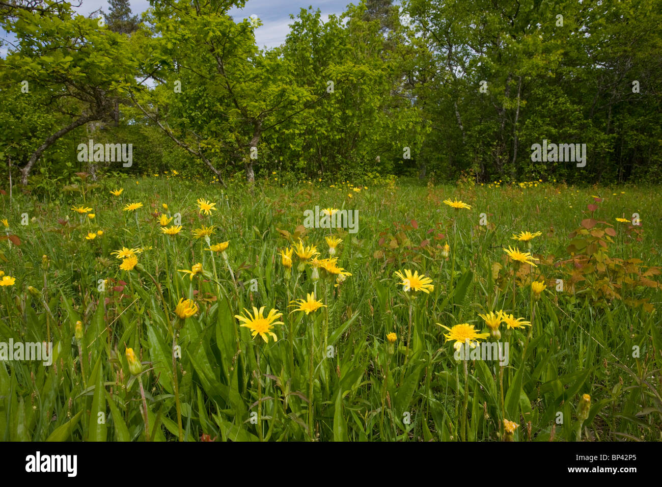 Viper's-grass in grassland in beautiful ancient flowery wood pasture or wooded meadow at Loode Oakwood or Oak Grove, Saarema Stock Photo