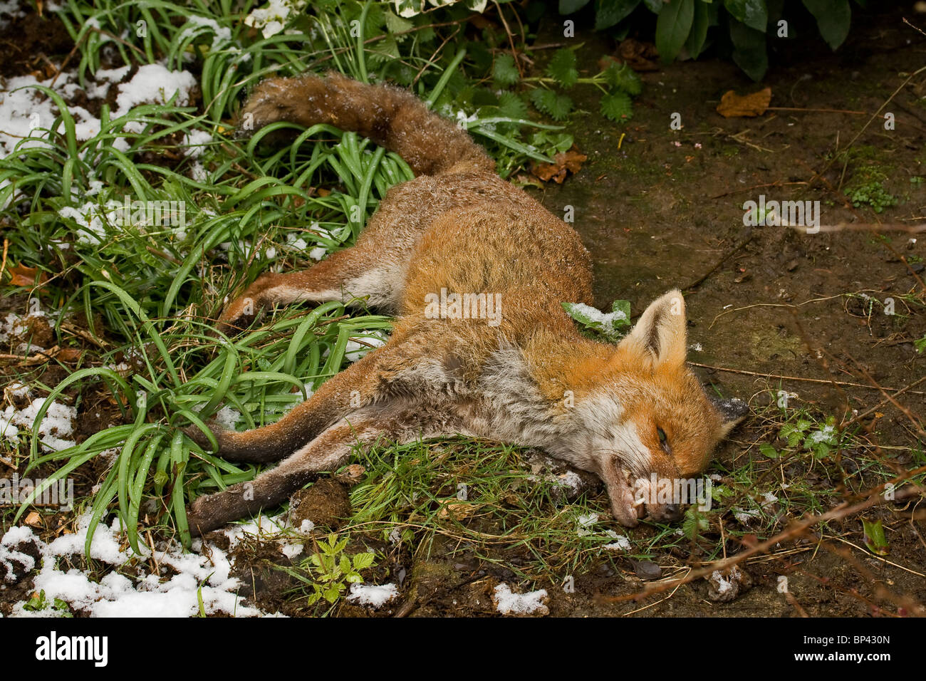 Dead Fox Stock Photo