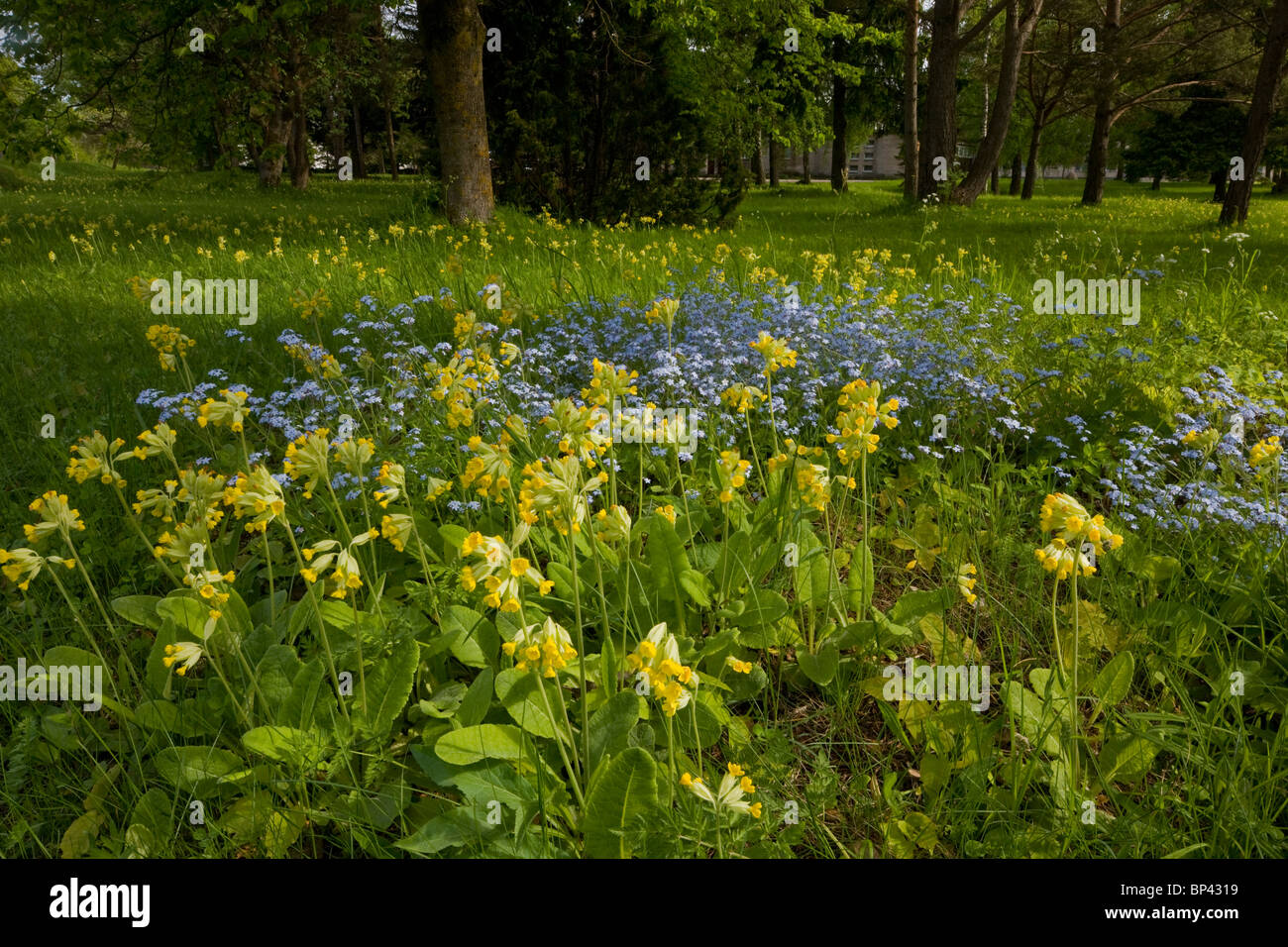 Masses of cowslips with Wood forget-me-not in flowery woodland clearing, Saarema, Estonia Stock Photo
