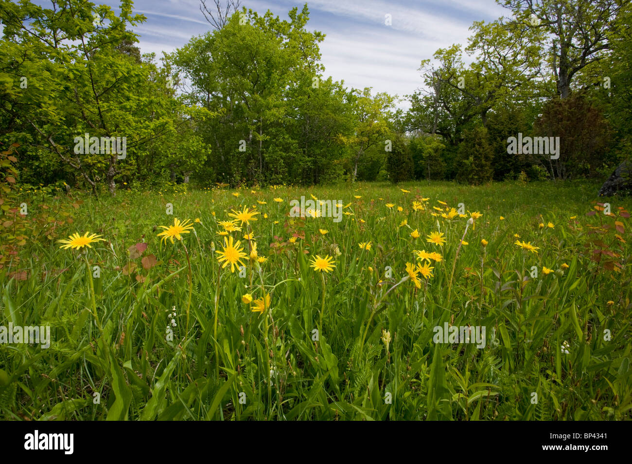 Viper's-grass in grassland in beautiful ancient flowery wood pasture or wooded meadow at Loode Oakwood or Oak Grove, Saarema Stock Photo