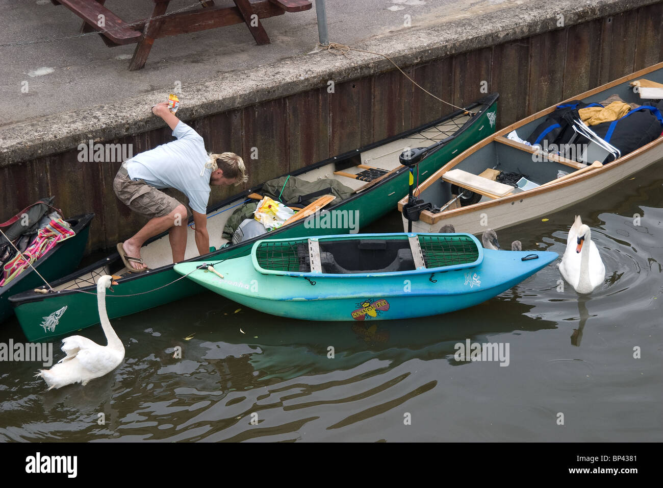 canoing canoeist mooring swans visit pub river eat Stock Photo