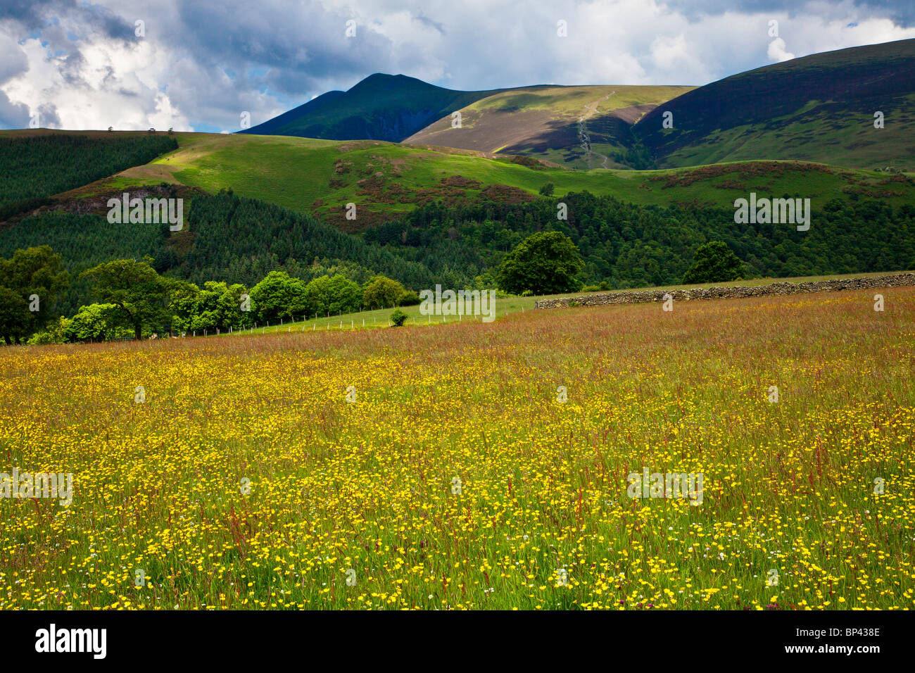 A meadow of buttercups near Castlerigg in the Lake District National Park, Cumbria, England, UK Stock Photo