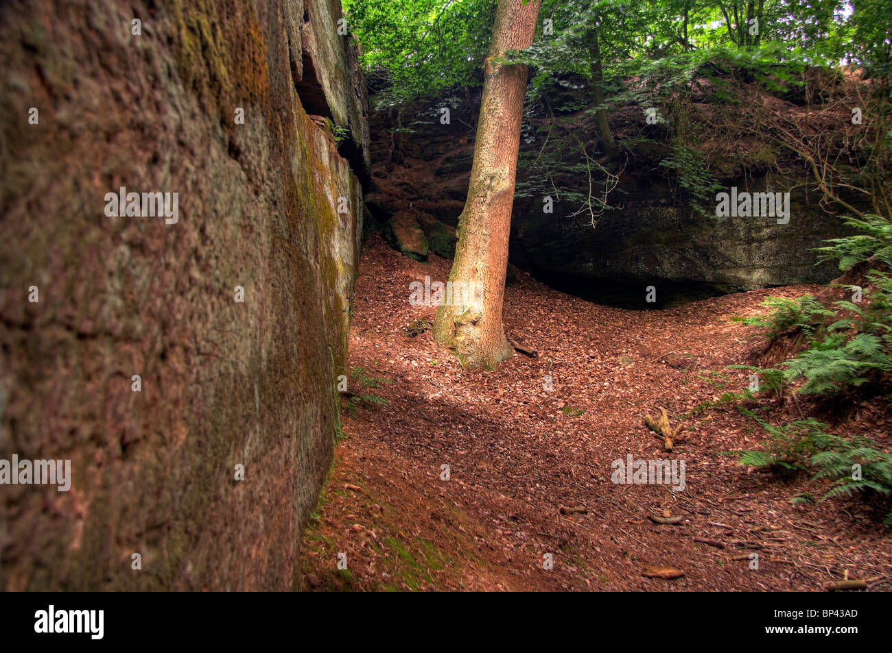 Woodland, The Edge, Alderley Edge, Cheshire, England, UK Stock Photo