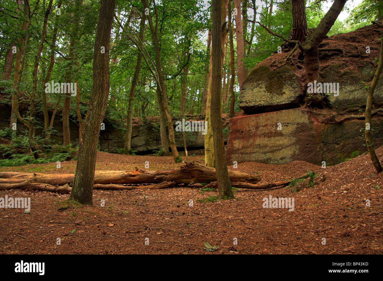 Woodland, The Edge, Alderley Edge, Cheshire, England, UK Stock Photo