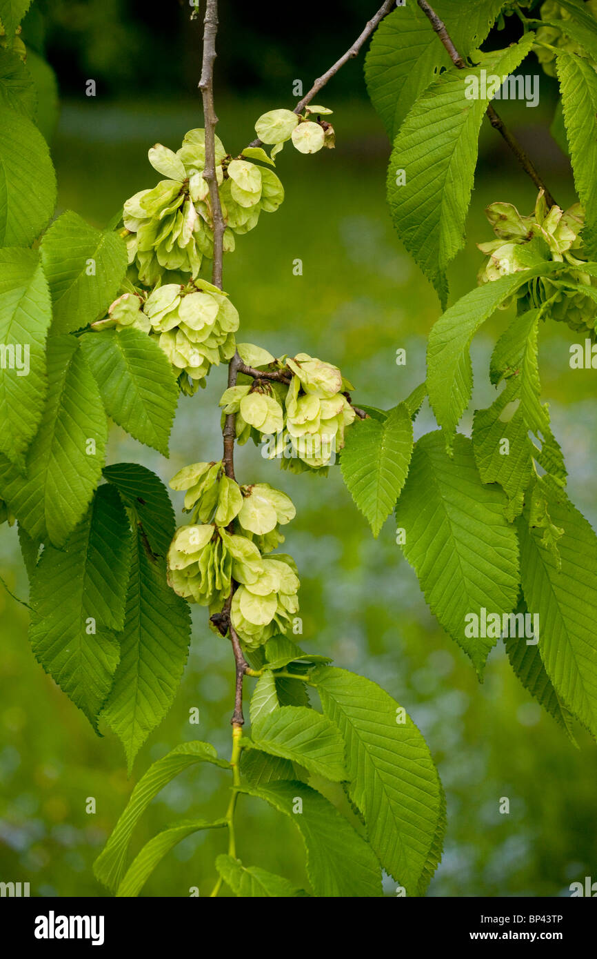 Wych Elm, Ulmus glabra, in fruit; Estonia Stock Photo