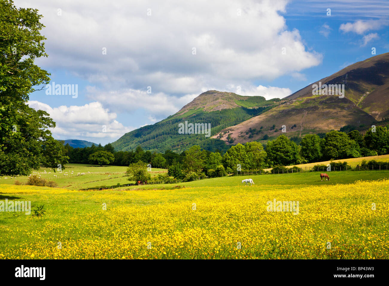 A meadow of buttercups and grazing sheep & horses below Dodd near Keswick in Lake District National Park, Cumbria, England, UK Stock Photo