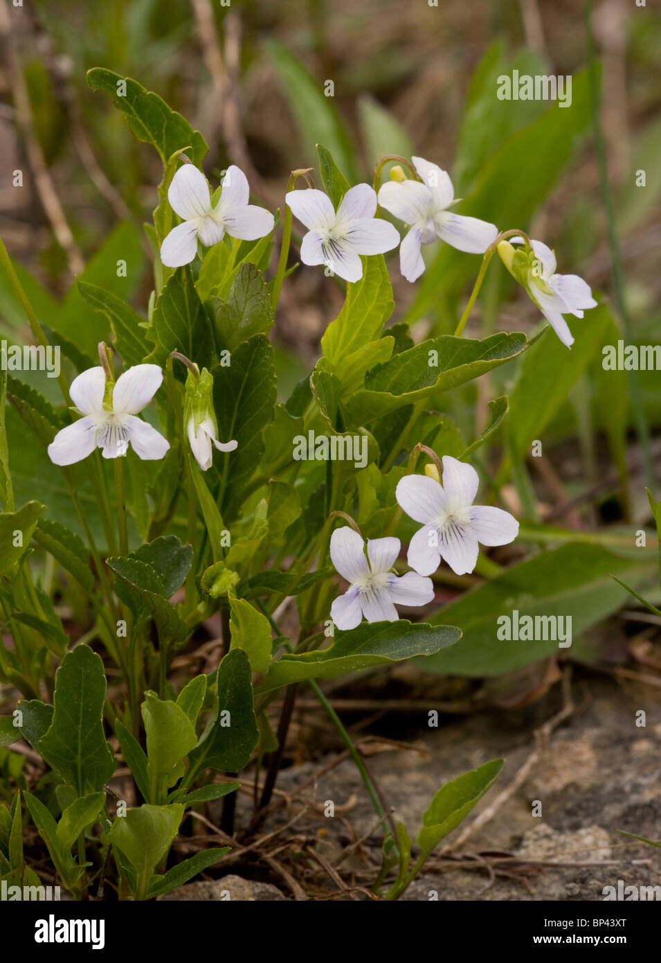 Pale Dog-Violet, Viola lactea clump, in flower; Estonia Stock Photo