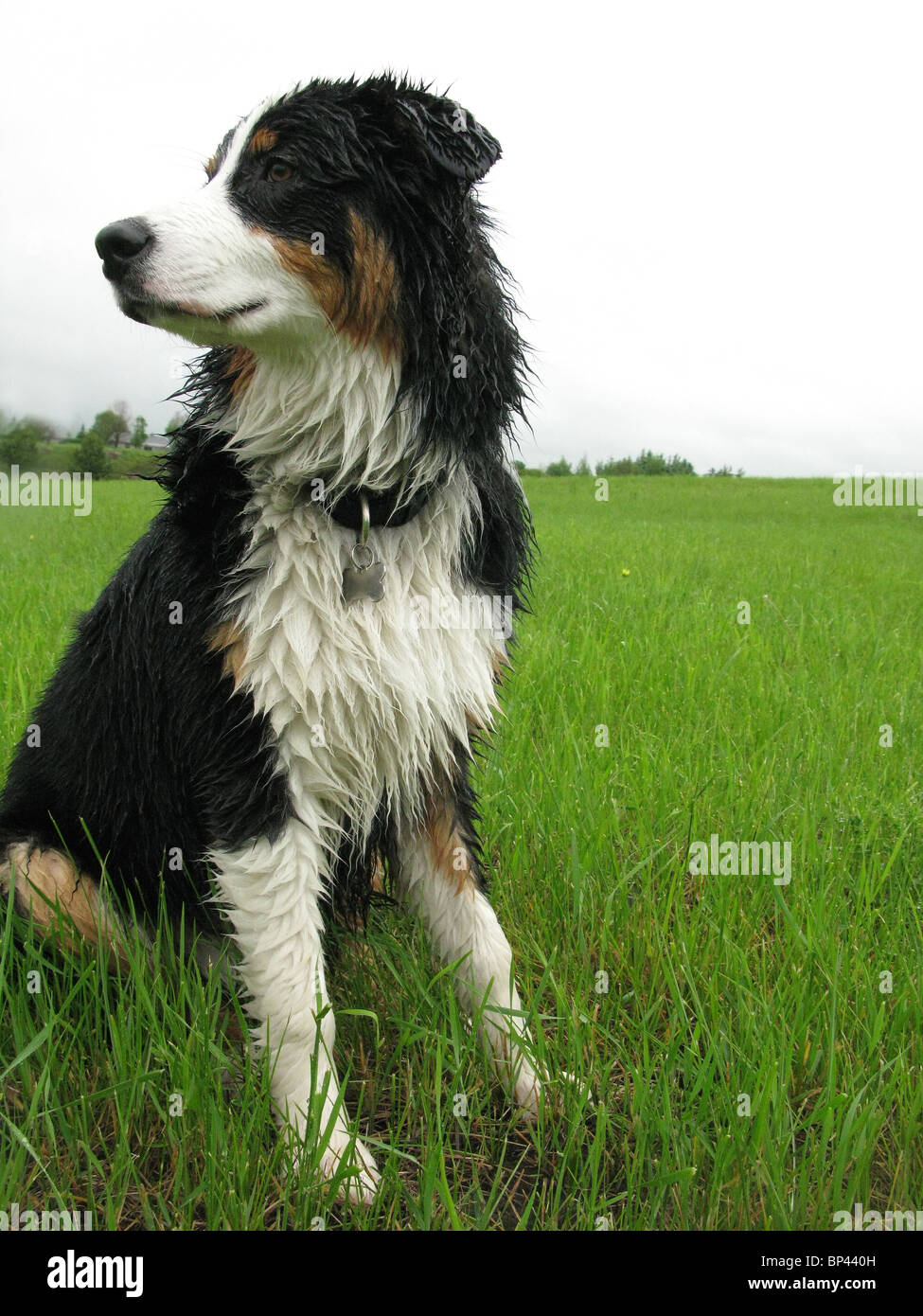 portrait of Australian shepherd sitting in tall  green grass Stock Photo
