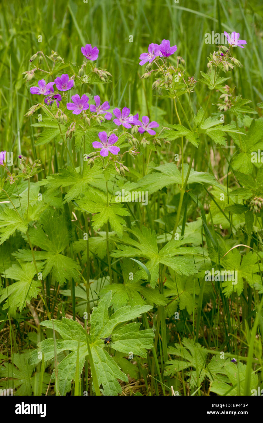 Wood Cranesbill, Geranium sylvaticum in flower. Estonia Stock Photo