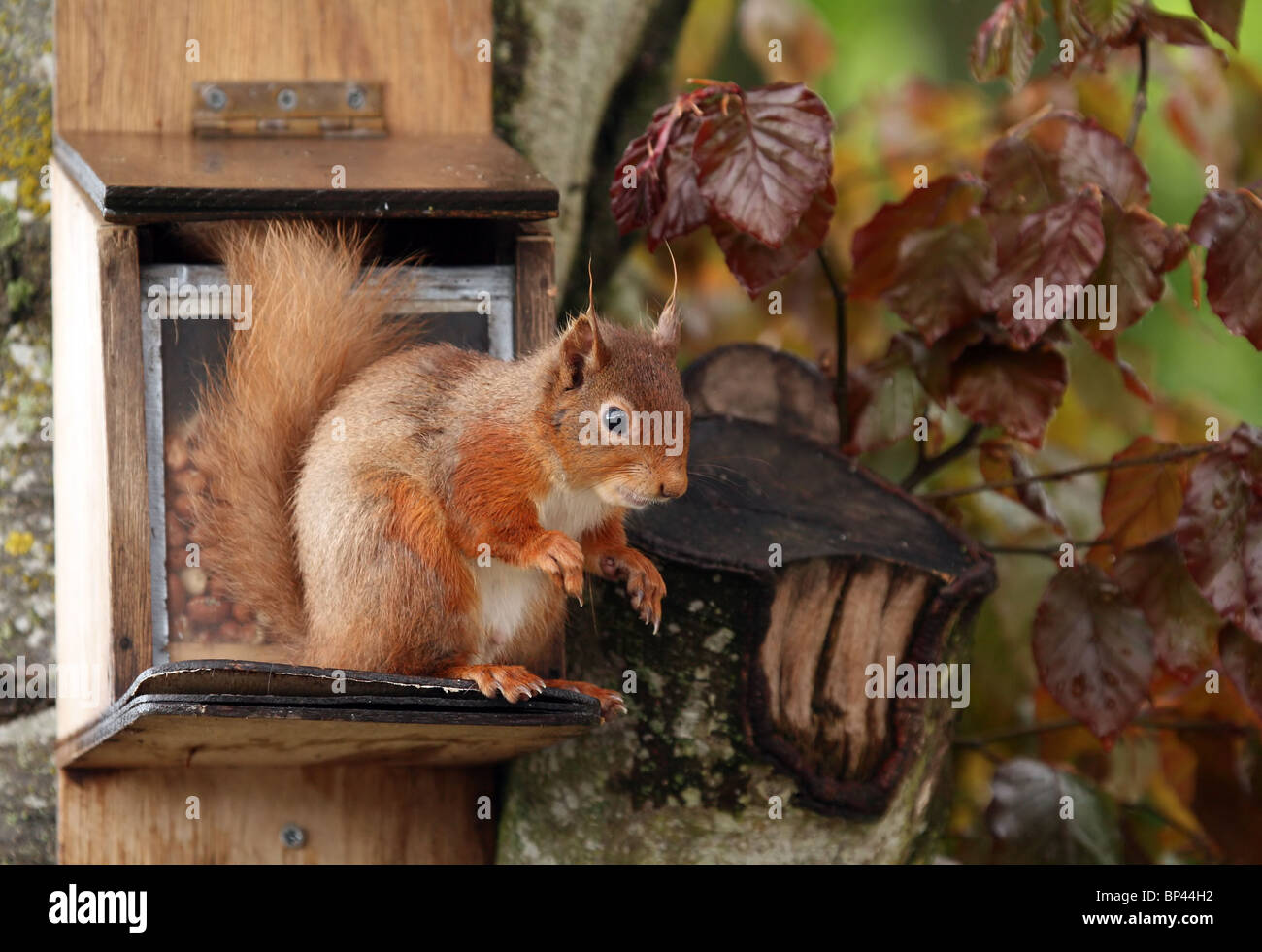 Red Squirrel on feeder Stock Photo