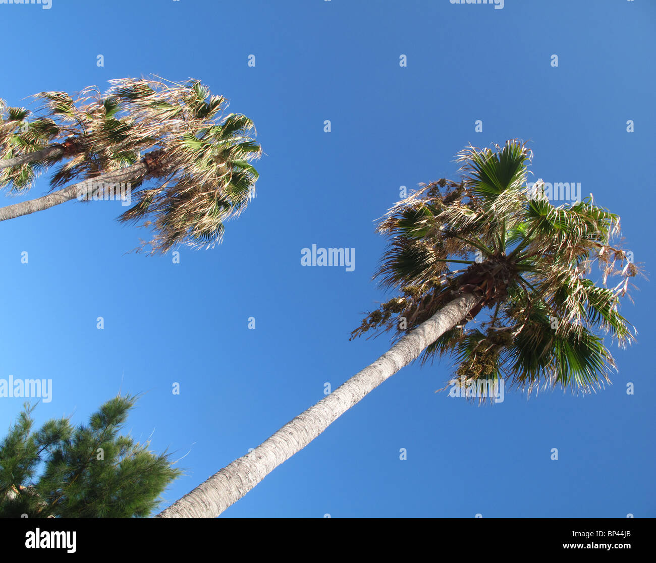 Palm tree against blue sky Stock Photo