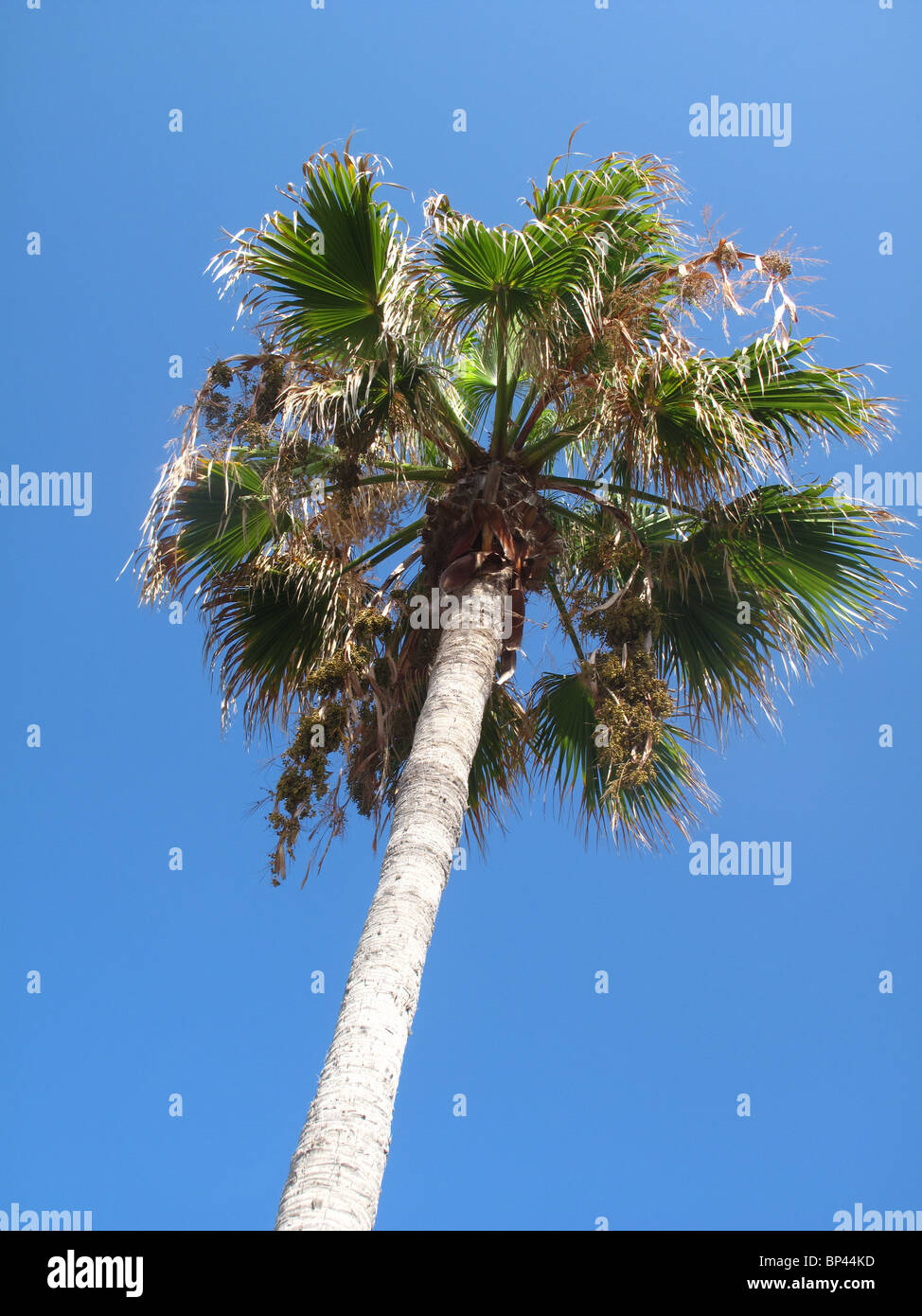 Palm tree against blue sky Stock Photo