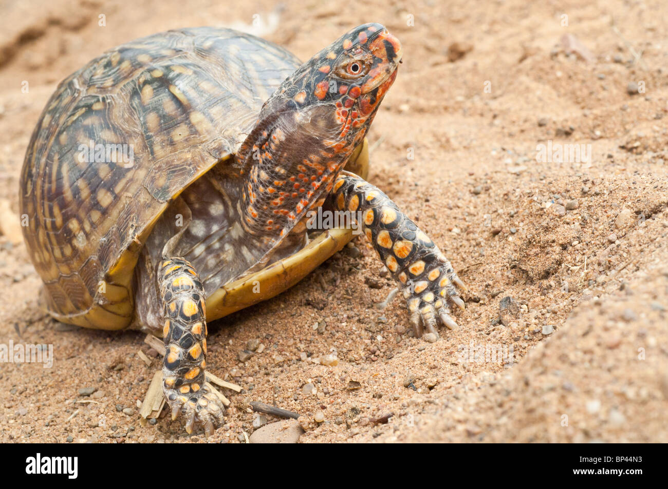 3-toed (three toed) box turtle, Terrapene carolina triunguis, native to south-central United States Stock Photo