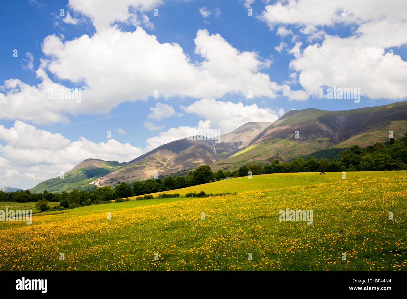 A meadow of buttercups below Latrigg,Skiddaw and Dodd near Keswick in the Lake District National Park, Cumbria, England, UK Stock Photo