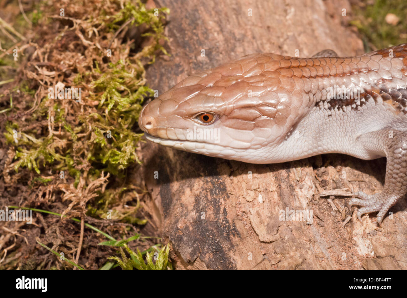 Blue tongued skink, Tiliqua gigas, native to New Guinea and Indonesia Stock Photo