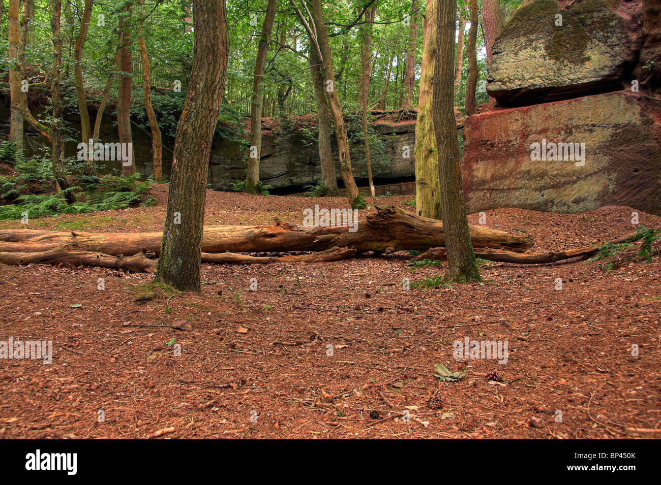Woodland, The Edge, Alderley Edge, Cheshire, England, UK Stock Photo